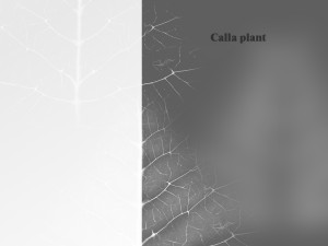 calla plant 3D Модель