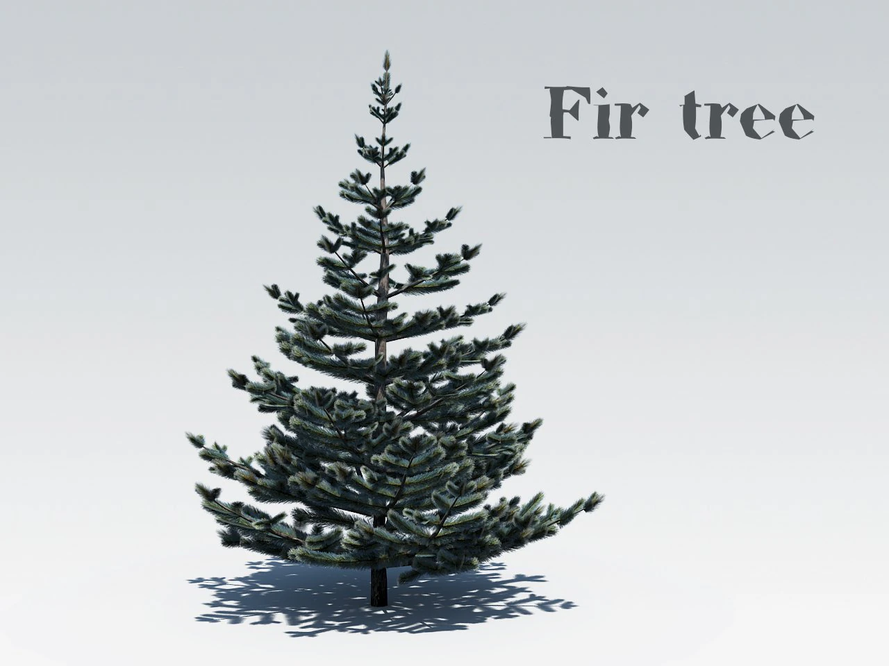 fir tree 3D Model .c4d .max .obj .3ds .fbx .stl .blend