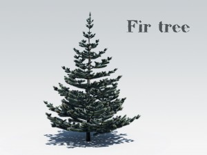 fir tree 3D Model