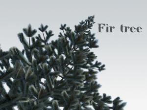 fir tree 3D-Modell