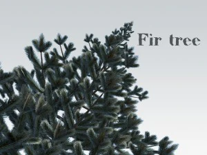 fir tree 3D Model