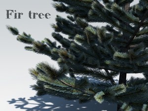 fir tree 3D-Modell