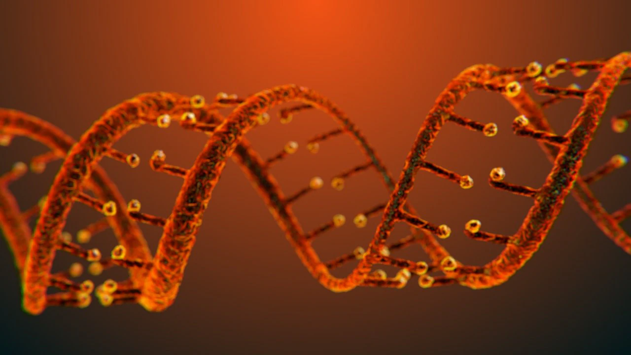 dna static hipoly model 3D Model .c4d .max .obj .3ds .fbx .stl .blend 