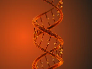 dna static hipoly model 3D Model
