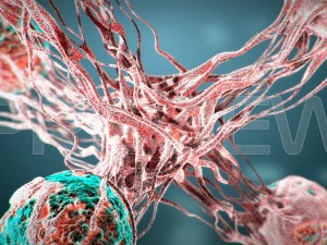 cancro statico Modello 3D