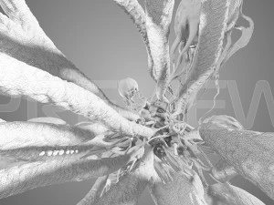 cancro statico Modello 3D