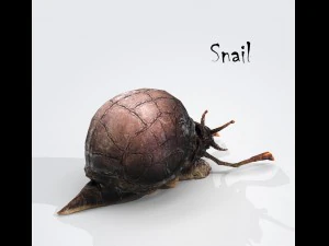 snail 3D Model