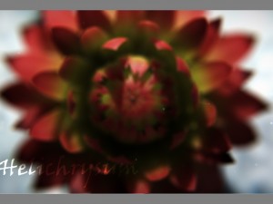 aster 3d growth animated model 3Dモデル