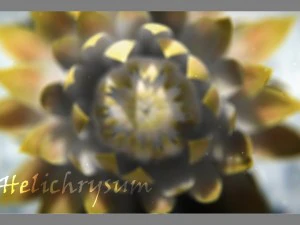 aster 3d growth animated model 3D Model