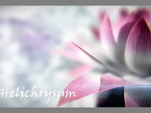 aster 3d growth animated model 3D Model