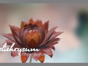 aster 3d growth animated model 3D Model