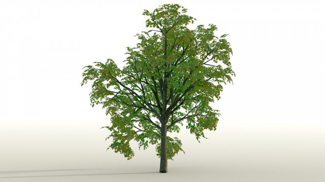 acer tree 01 pbr 3D 모델 .c4d .max .obj .3ds .fbx .stl .blend 