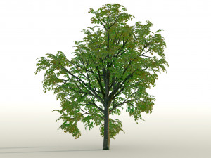 acer tree 01 pbr 3D Model