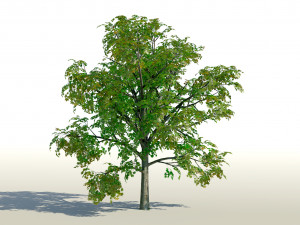 acer tree 01 pbr 3D 모델