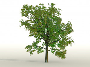 acer tree 01 pbr 3D 모델