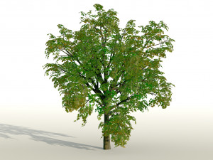 acer tree 01 pbr 3D 모델