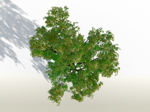 acer tree 01 pbr 3D 모델
