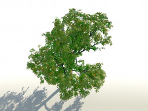 acer tree 01 pbr 3D 모델