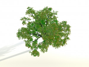 acer tree 01 pbr 3D 모델
