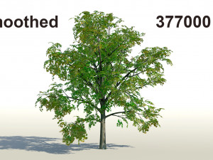 acer tree 01 pbr 3D 모델