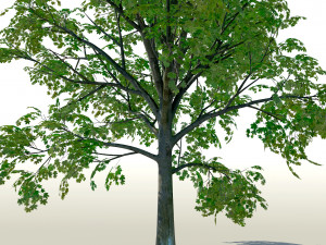 acer tree 01 pbr 3D 모델