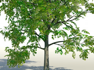 acer tree 01 pbr 3D 모델