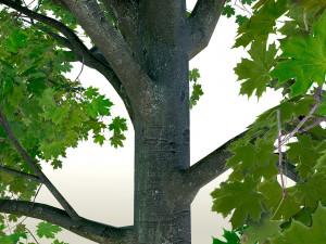 acer tree 01 pbr 3D 모델
