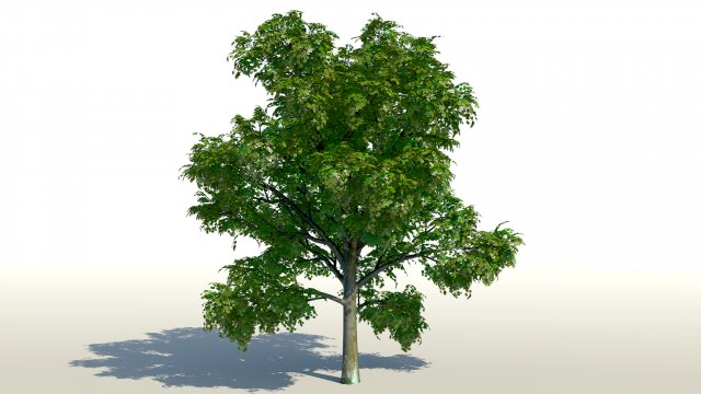 maple acer tree 01 archviz Modello 3D .c4d .max .obj .3ds .fbx .stl .blend 