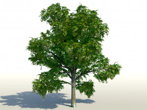 maple acer tree 01 archviz 3D Model