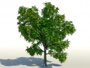 maple acer tree 01 archviz Modello 3D