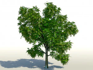 &aacute;rvore de bordo acer 01 arquiviz Modelo 3D