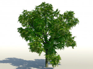 maple acer tree 01 archviz Modello 3D