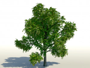 maple acer tree 01 archviz Modello 3D