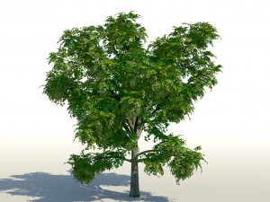 maple acer tree 01 archviz Modello 3D