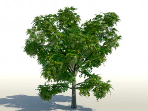 &aacute;rvore de bordo acer 01 arquiviz Modelo 3D