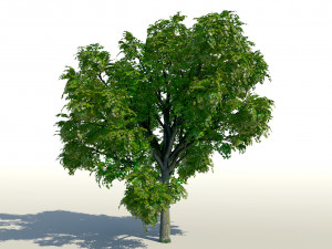 maple acer tree 01 archviz Modello 3D
