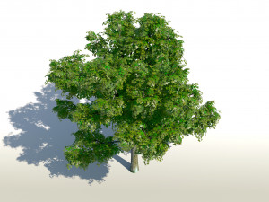 maple acer tree 01 archviz Modello 3D
