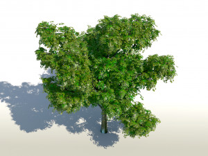 maple acer tree 01 archviz Modello 3D