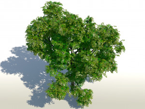 maple acer tree 01 archviz Modello 3D