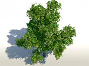 maple acer tree 01 archviz Modello 3D
