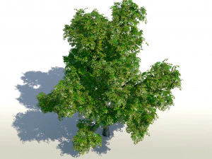 &aacute;rvore de bordo acer 01 arquiviz Modelo 3D