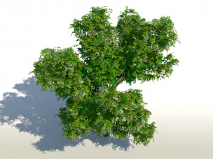 maple acer tree 01 archviz Modello 3D