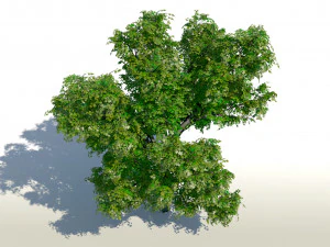 &aacute;rvore de bordo acer 01 arquiviz Modelo 3D