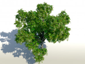 maple acer tree 01 archviz Modello 3D