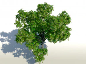 &aacute;rvore de bordo acer 01 arquiviz Modelo 3D