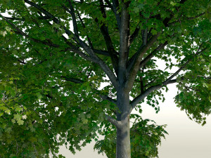 maple acer tree 01 archviz Modello 3D