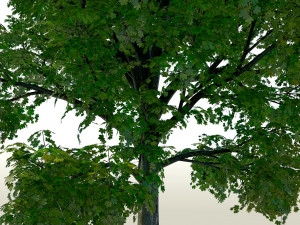 maple acer tree 01 archviz Modello 3D