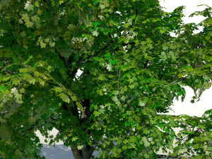 maple acer tree 01 archviz Modello 3D