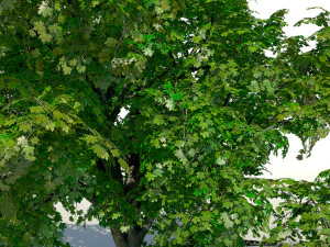 &aacute;rvore de bordo acer 01 arquiviz Modelo 3D