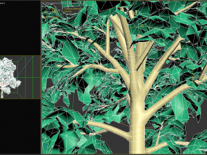 maple acer tree 01 archviz Modello 3D